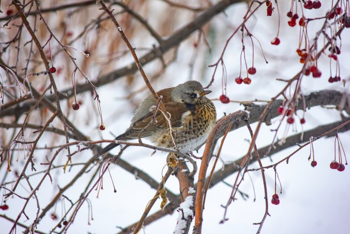 Гоулдианский Зяблик птенец