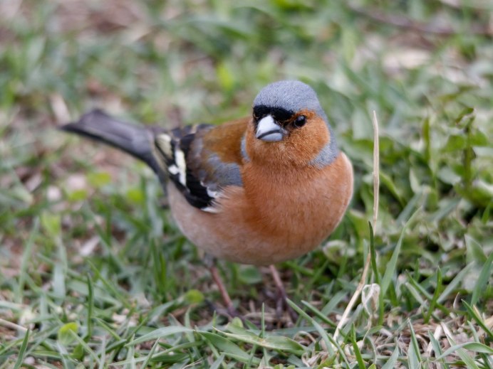 Зяблик на ветке