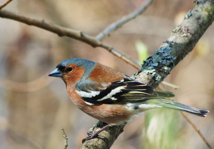 Зяблик горихвостка