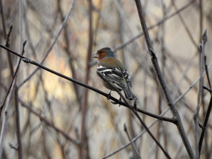 Хохлатый Зяблик