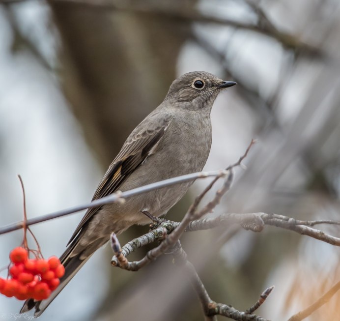 Дрозд Зяблик
