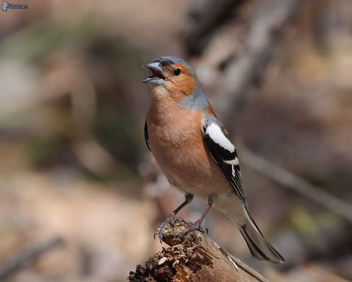 Дрозд отшельник