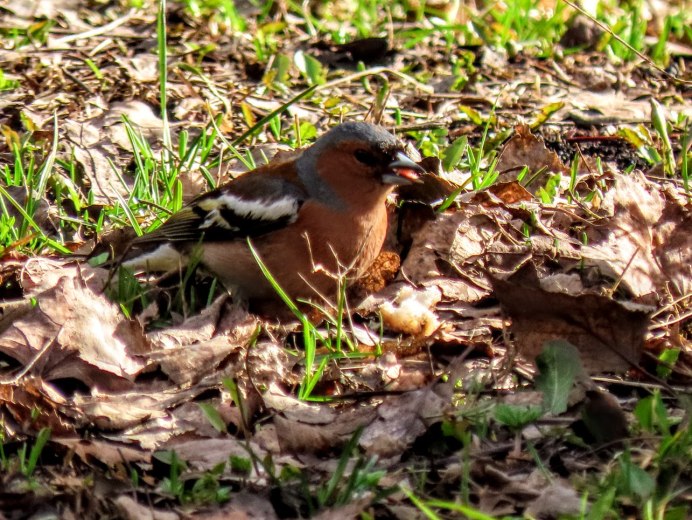 Зарянка Великобритании