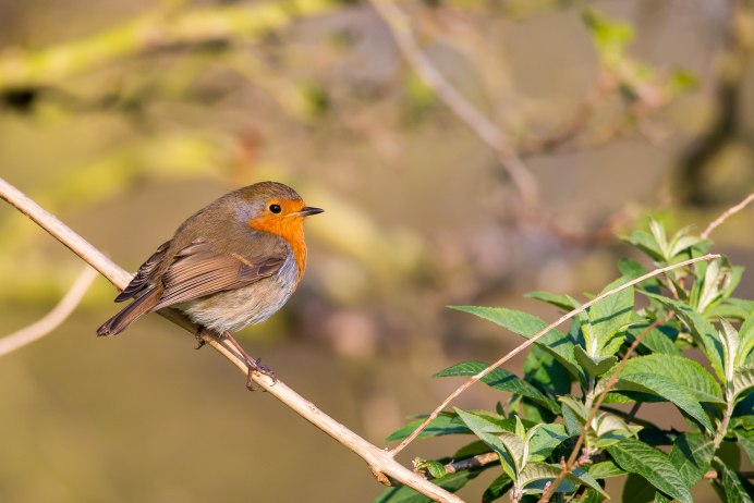 Гульдианскй Зяблик