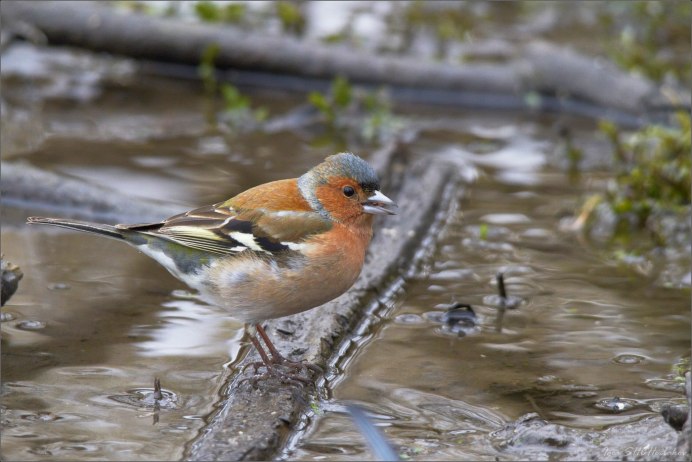 Дрозд Зяблик
