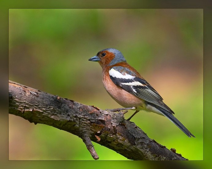 Черный певчий Дрозд