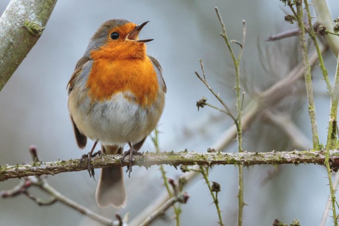 Дрозд рябинник осенью