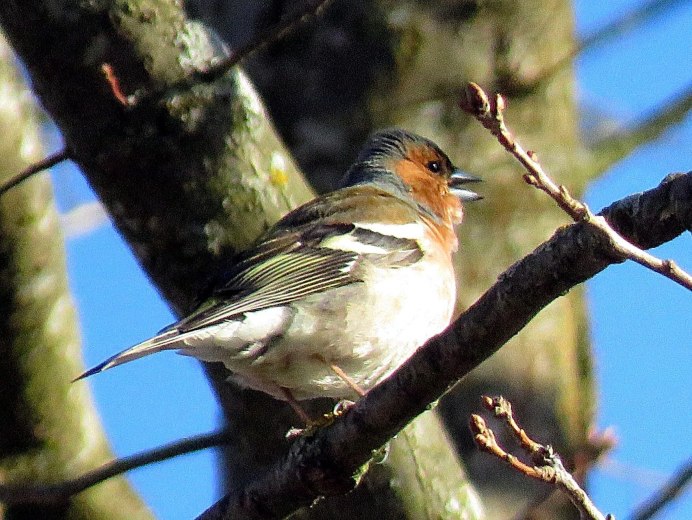 Дрозд Зяблик