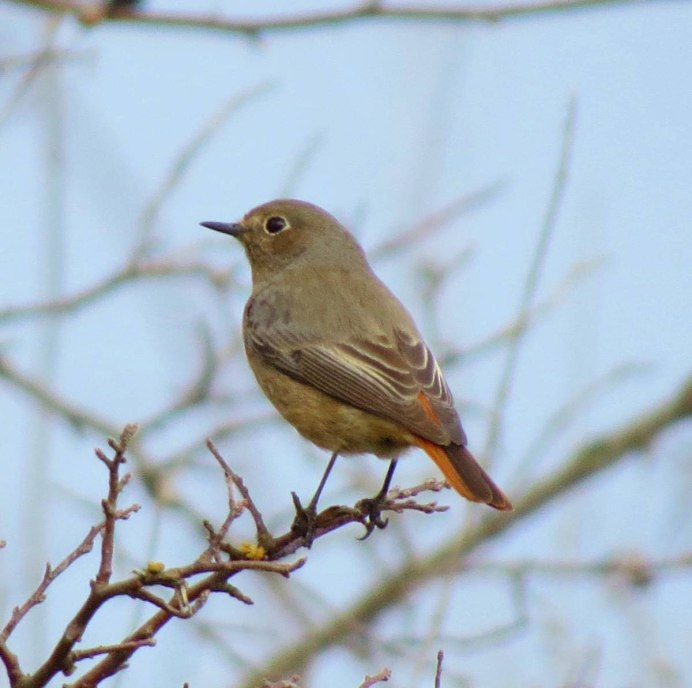 Зяблик рюмит