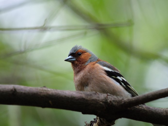 Таёжный Зяблик