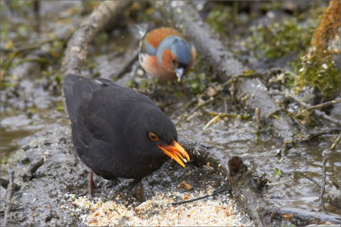 Дрозд Зяблик