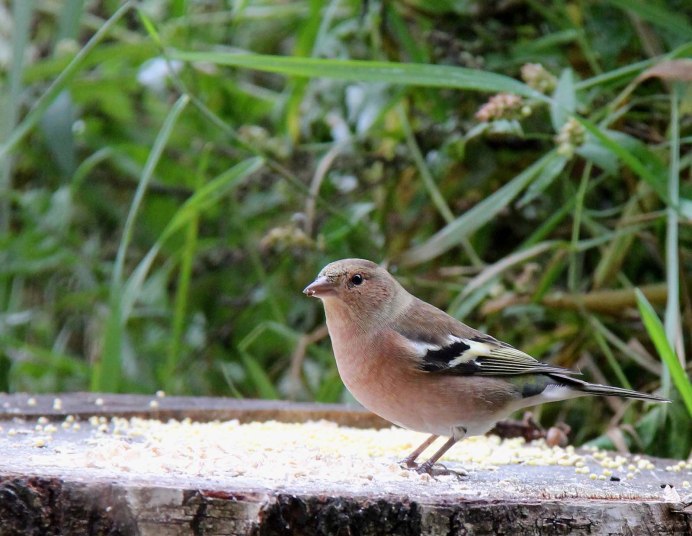 Фото Грача и скворца