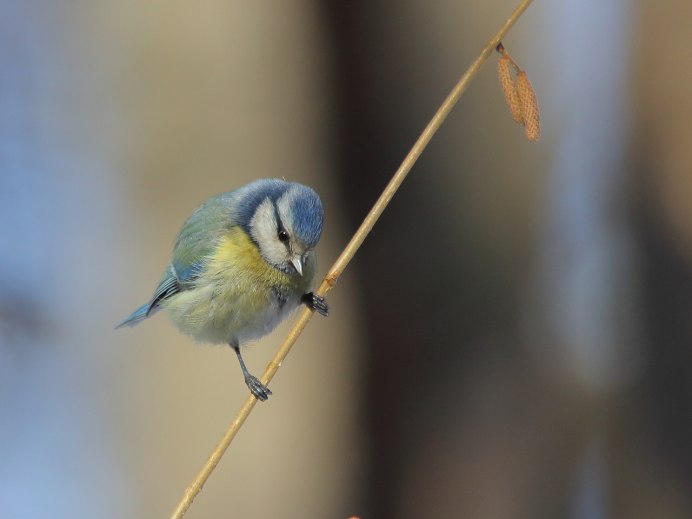 Синица Московка