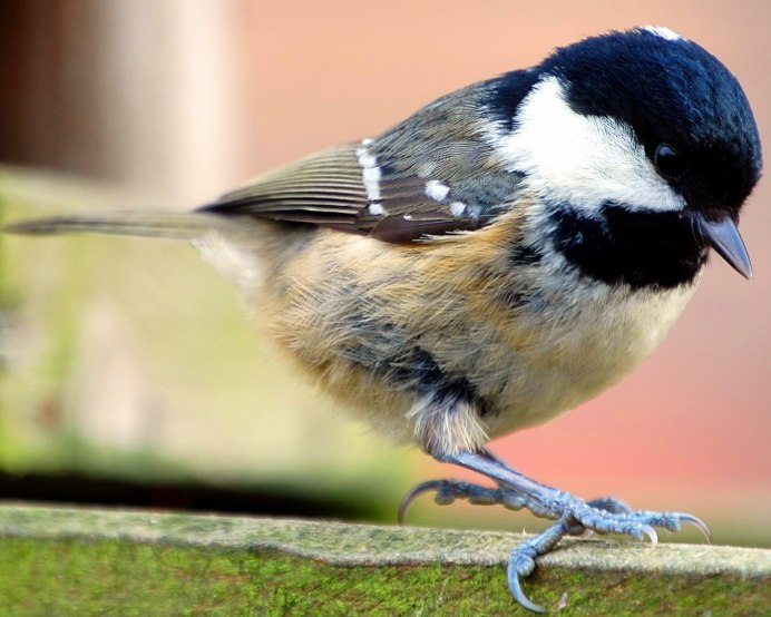 Синица Московка