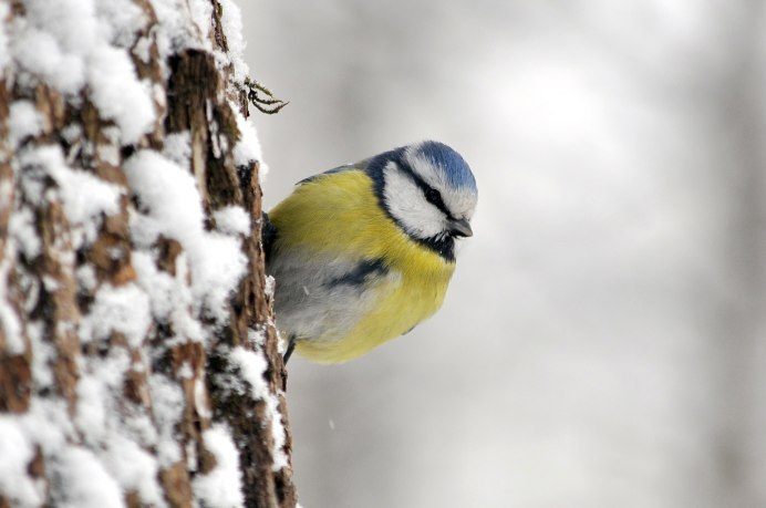 Синица-лазоревка летом