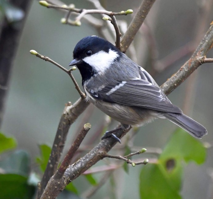 Синица лазоревка