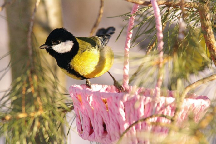 Фото маленькой синички