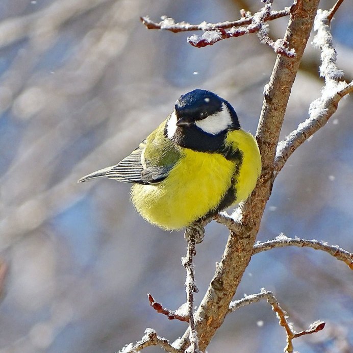 Синица маленькая птичка