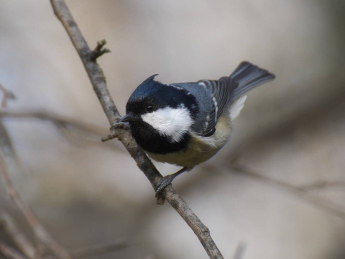 Синица Московка