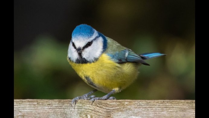 Маленькая синичка