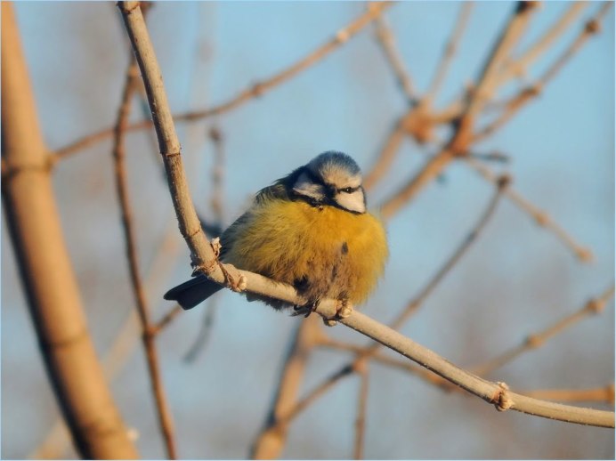 Большая синица в лесу
