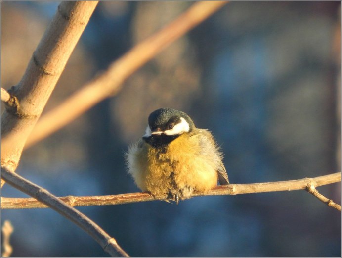 Синица Московка