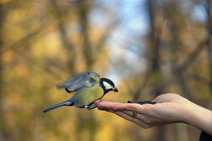 Зеленоспинная синица