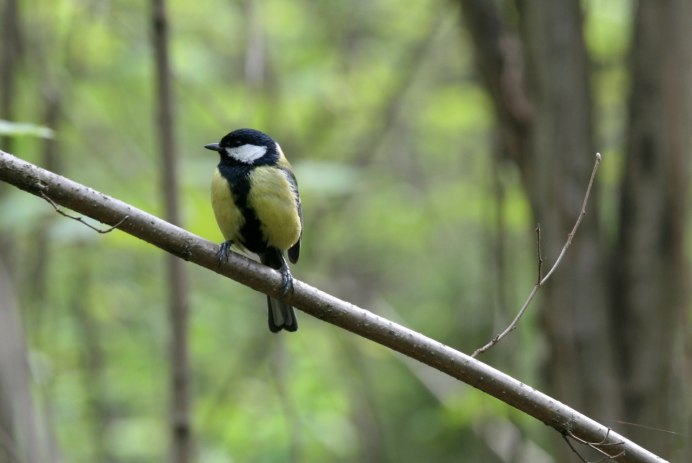 Синица Московка