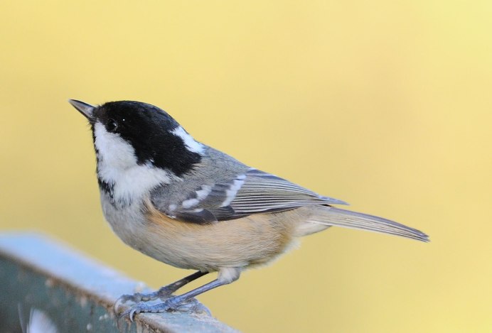 Синица Московка
