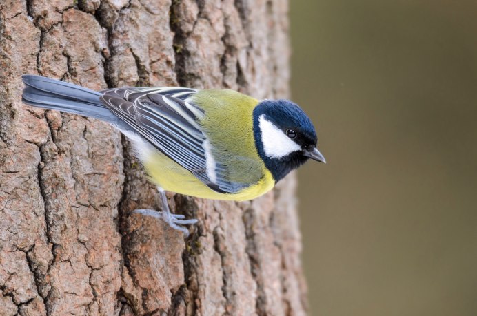 Синица Московка