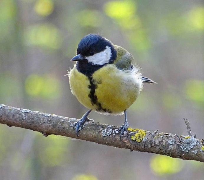 Лазоревка и большая синица