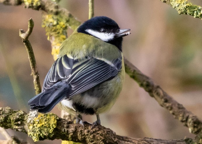 Голубая лазоревка