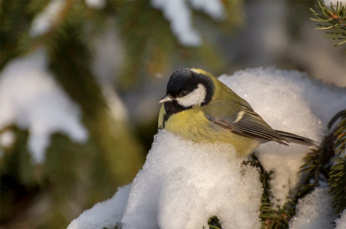 Синица Московка