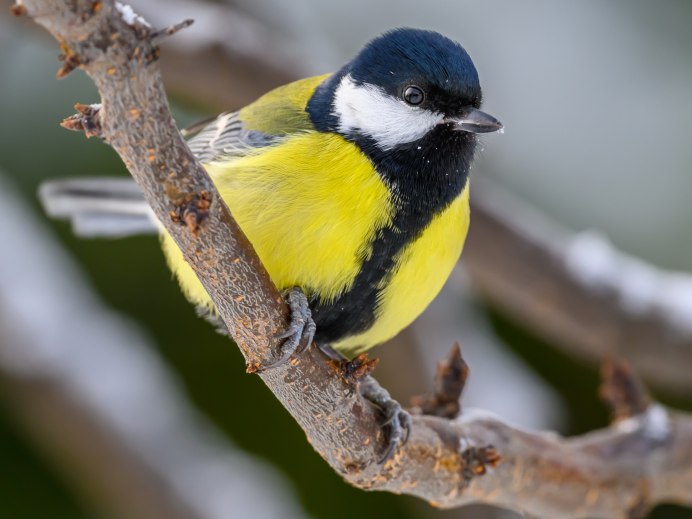 Маленькая синица