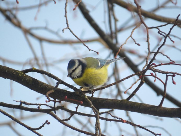 Синица Московка