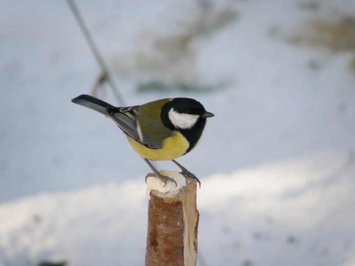 Московка птица Московка
