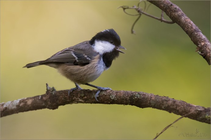 Синица на Камчатке