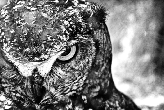 Филин (the Owl) 1991