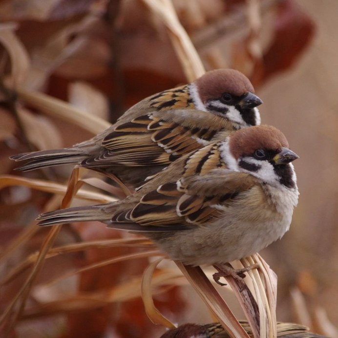 Стая Воробьев