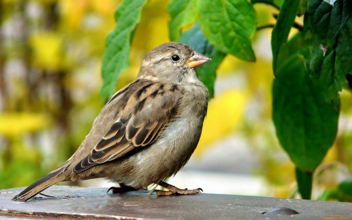 Птичка Воробей