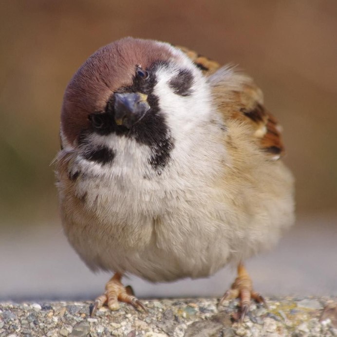 Воробьи летом