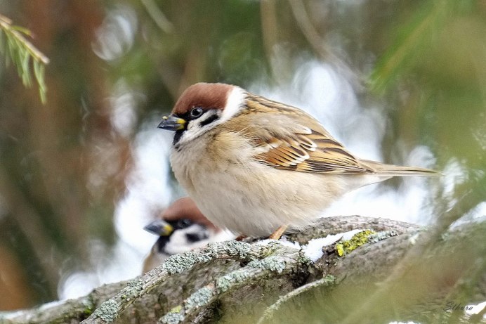 Крылья воробья