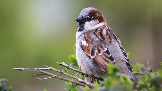 Юрок.(семейство воробьиных)