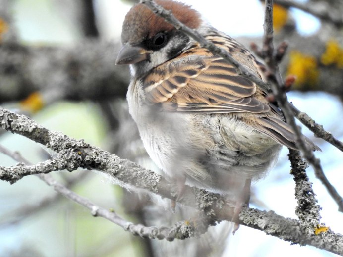 Птица похожая на воробья но крупнее зимой