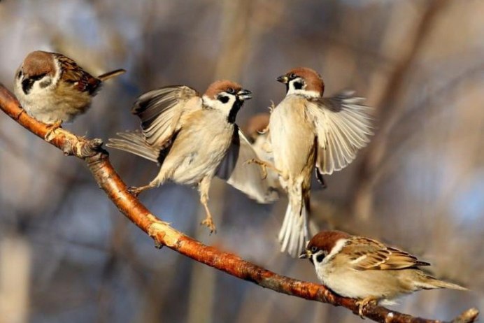 Коричневый Воробей