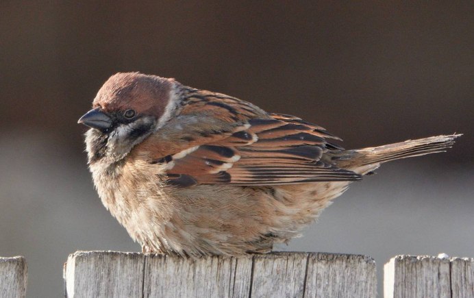 Птички воробушки