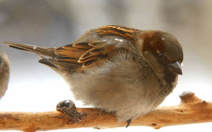 Птичка Воробей