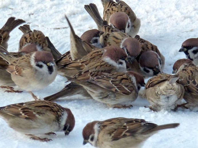 Красноголовый Воробей