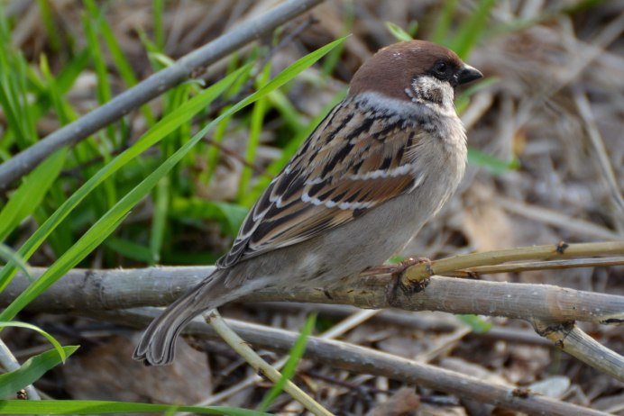 Воробей деревенский