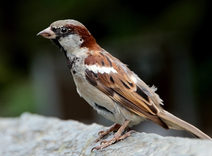 Пестрый Воробей